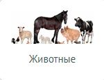 Международная перевозка живых животных перевозка живых грузов, перевозка животных